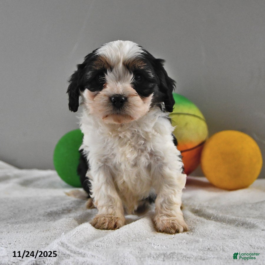 Cavapoo dogs Atlas - Ad 10