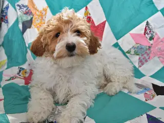 Goldendoodle dogs Maggie - Ad 10