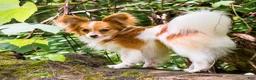 Papillon dogs for sale: Nerf - Ad 28
