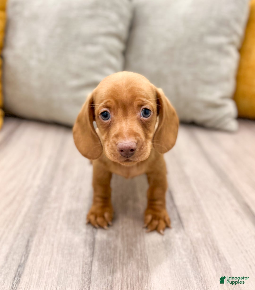 Miniature Dachshund dogs for sale: Duke - Ad 2