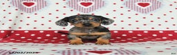 Miniature Dachshund dogs for sale: Waldo - Ad 3