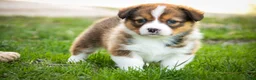 Welsh Corgi Pembroke dogs for sale: Giselle - Ad 7