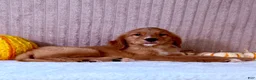 Golden Retriever dogs for sale: Draco - Ad 6