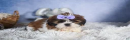 Shih Tzu dogs for sale: CHLOE - Ad 4