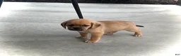 Puggle dogs for sale: Puggle 3 - Ad 3
