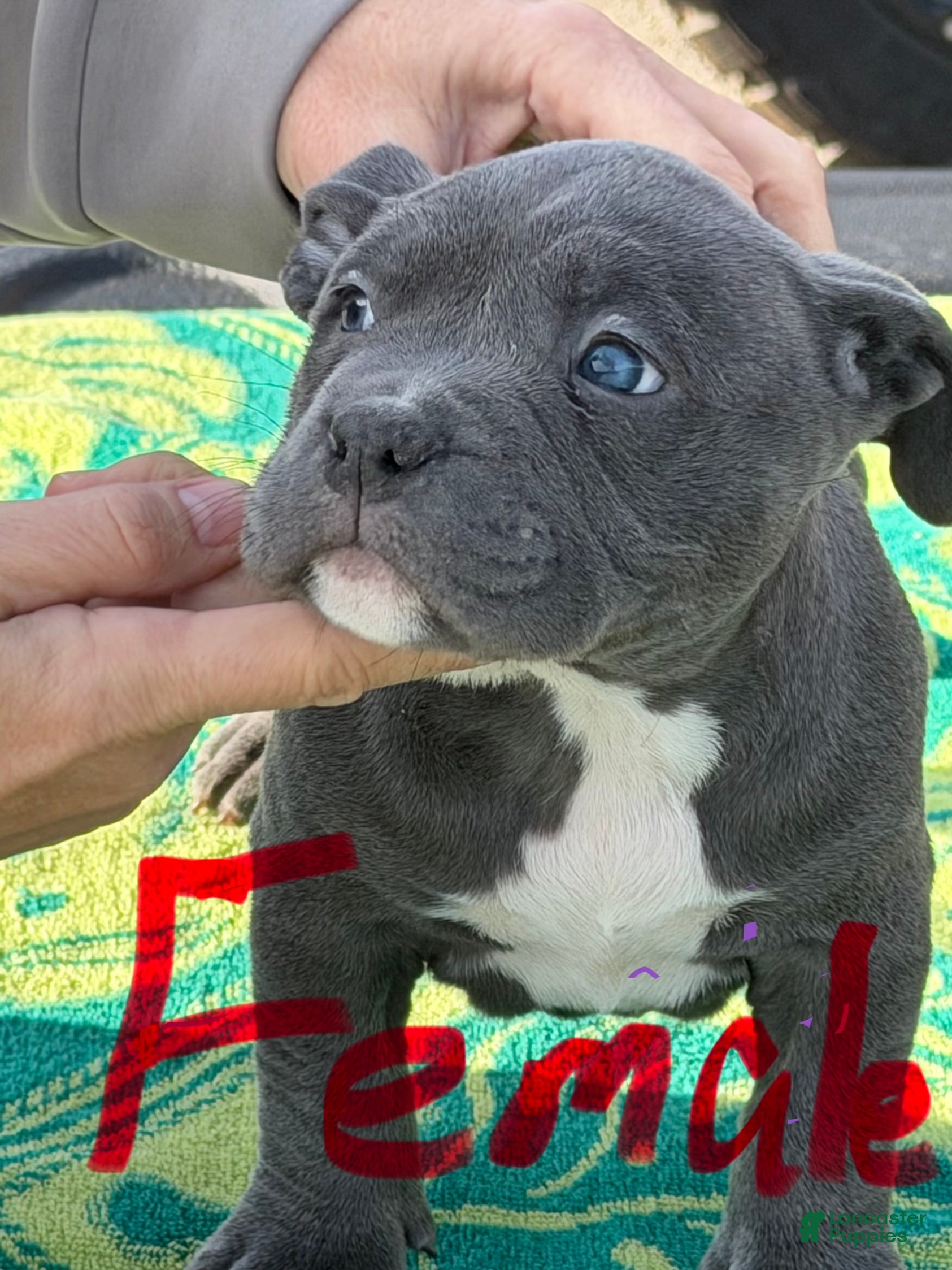 American Bully dogs American Bully Puppy 3 - Ad 2