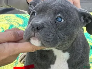 American Bully dogs American Bully Puppy 3 - Ad 2