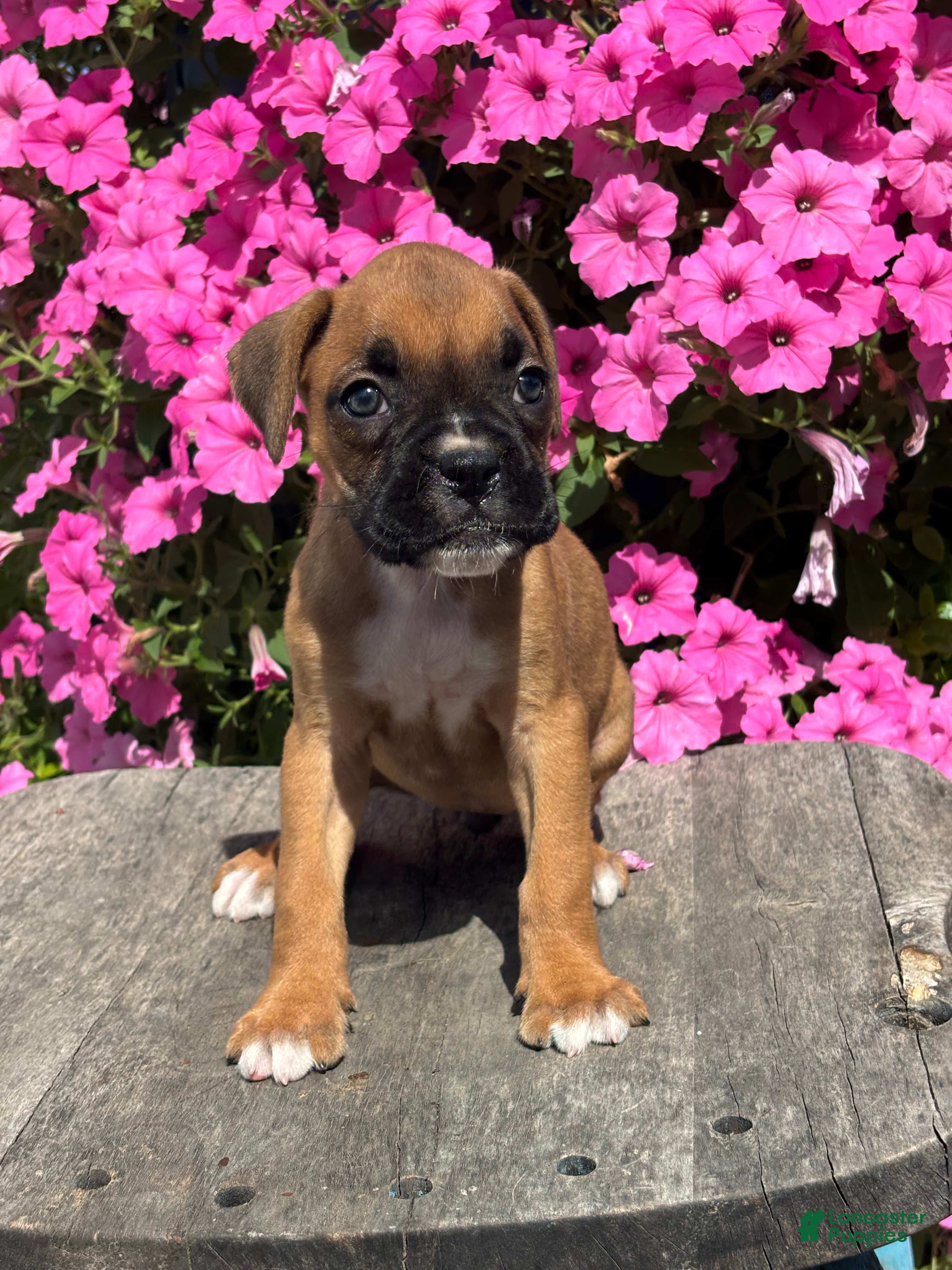 Boxer dogs Monika - Ad 1