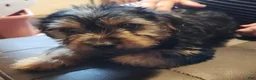Yorkshire Terrier dogs for sale: Zeb - Ad 3