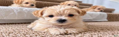 Meet Berry — Precious Maltipoo Puppy