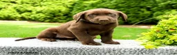 Labrador Retriever dogs for sale: Reagan - Ad 3