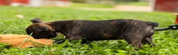 Frenchton dogs for sale: BETZY - Ad 15