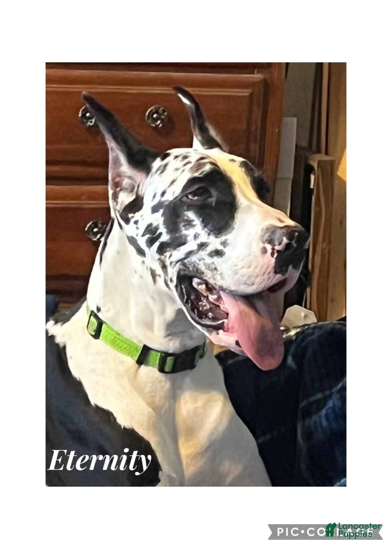 Great Dane dogs Great Dane Puppy 8 - Ad 2