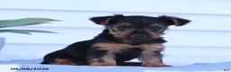 Yorkshire Terrier dogs for sale: Snuggles - Ad 3