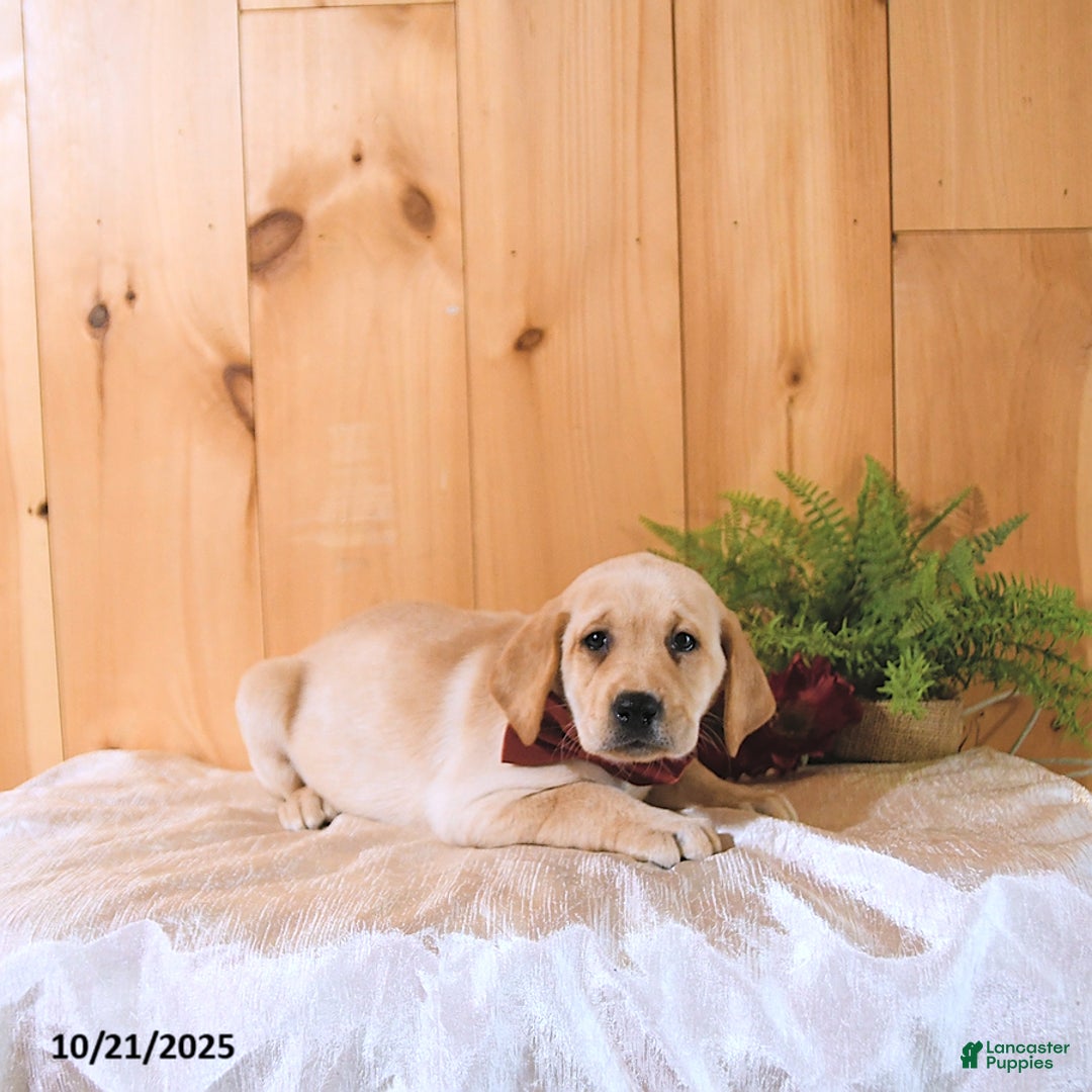 Labrador Retriever dogs for sale: Summer - Ad 8