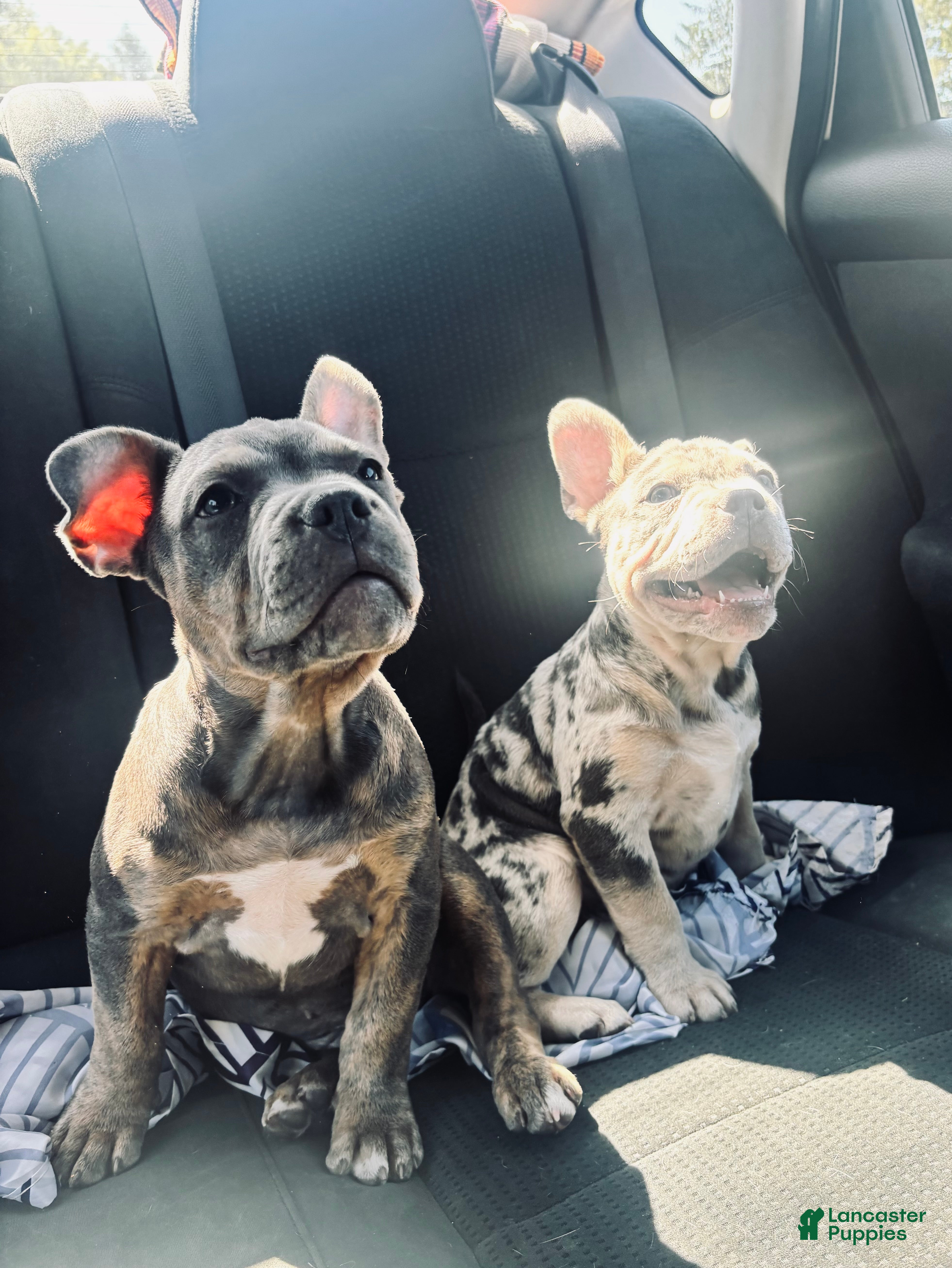 American Bully dogs Blue - Ad 13