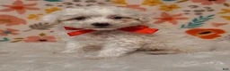 Sheepadoodle dogs for sale: Max - Ad 2