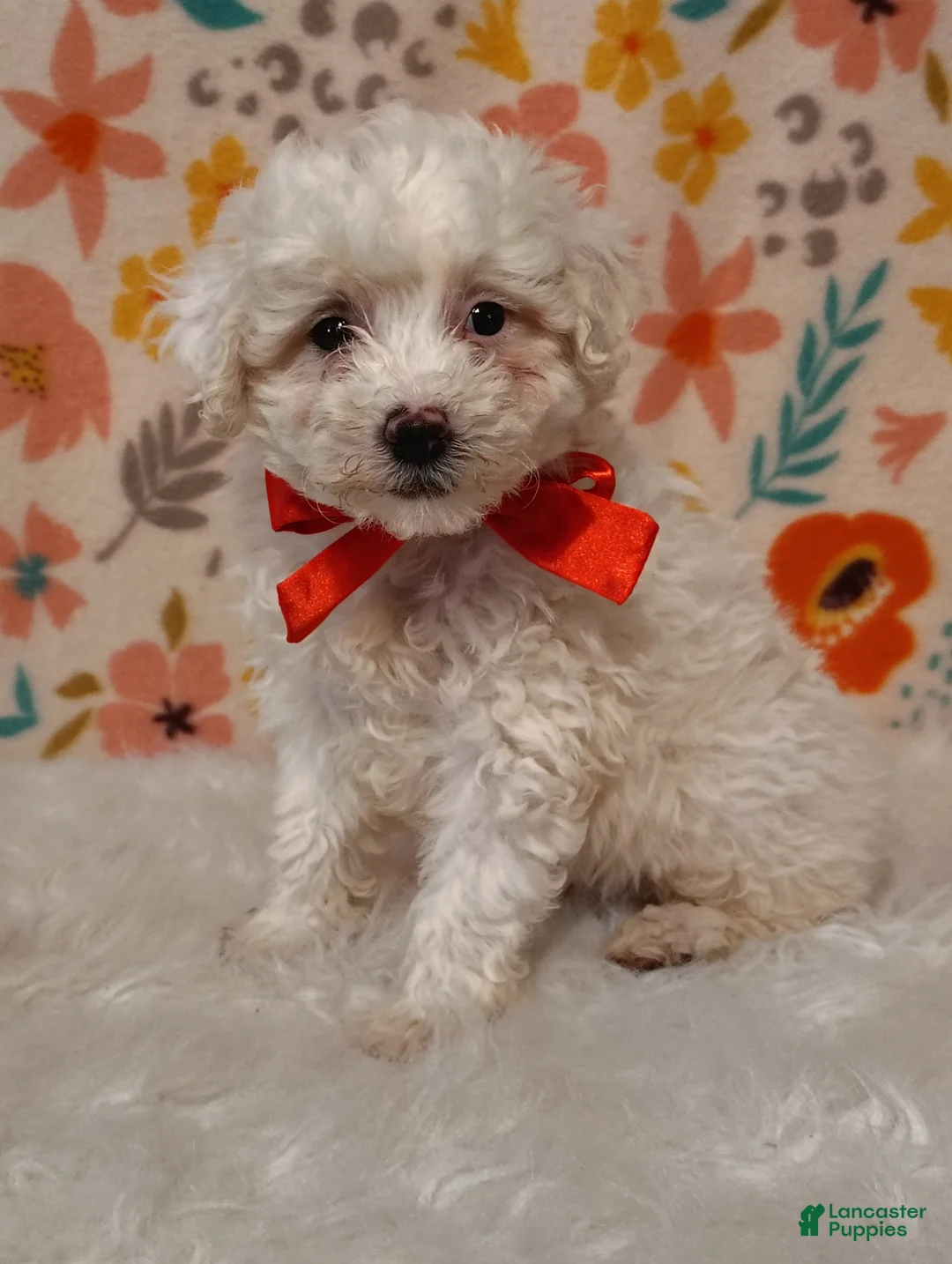 Sheepadoodle dogs for sale: Max - Ad 2