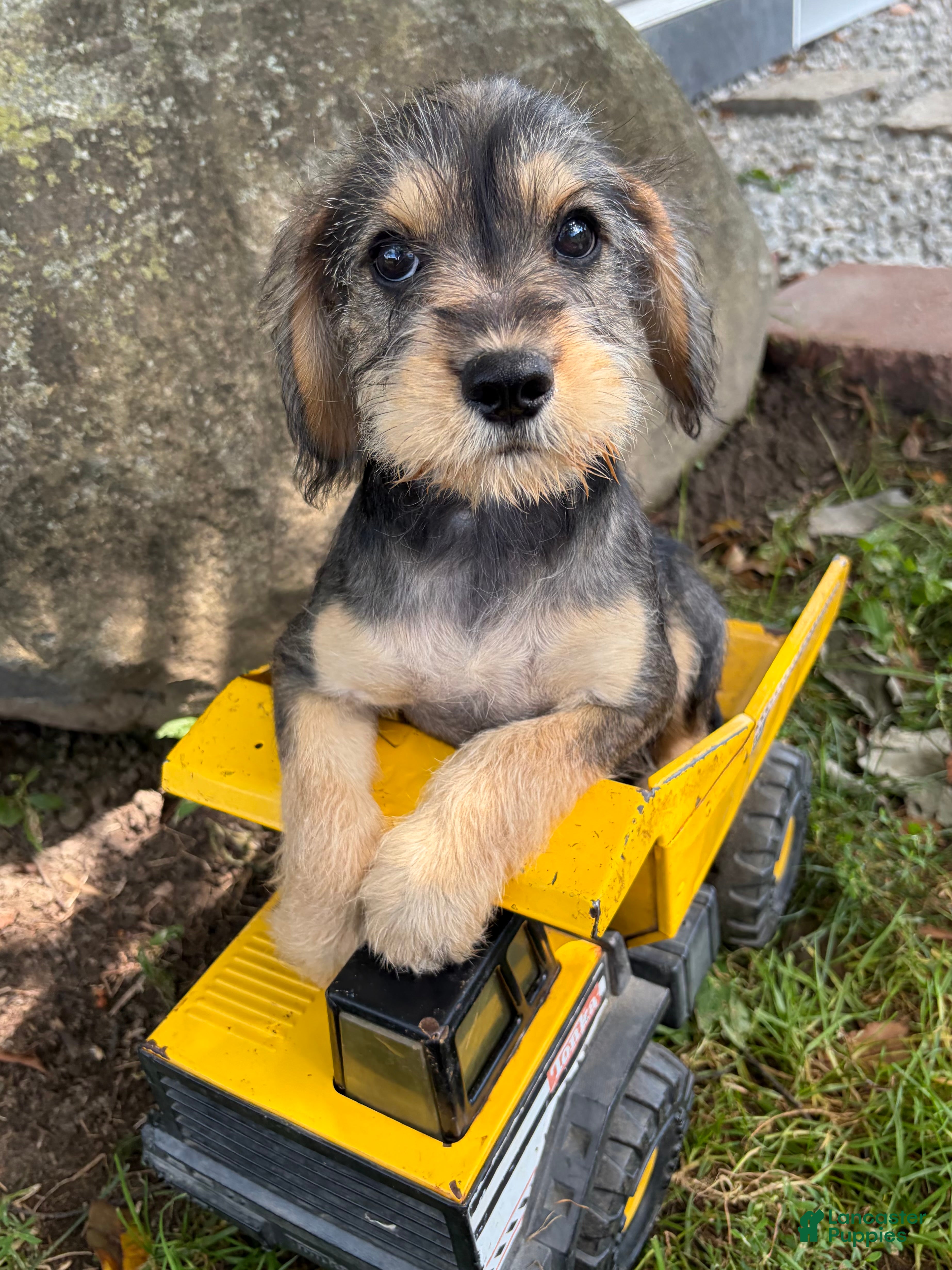 Schnoodle dogs Truman - Ad 1