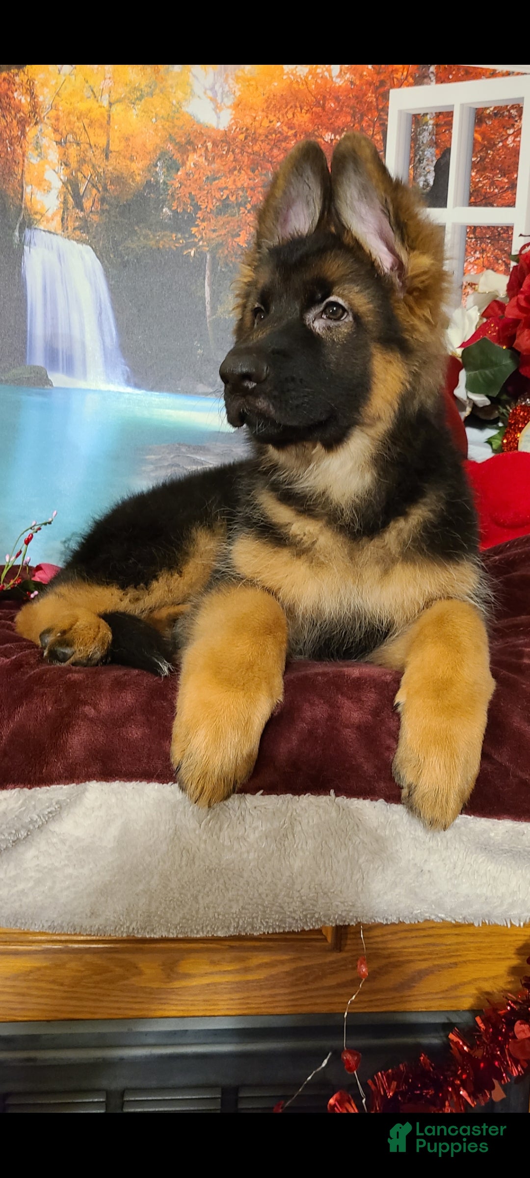 German Shepherd dogs Rudy - Ad 10