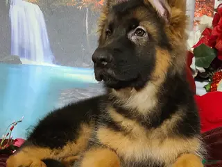 German Shepherd dogs Rudy - Ad 10