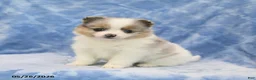 Pomeranian dogs for sale: Sheila - Ad 1
