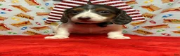Dachshund dogs for sale: Dachshund 1 - Ad 3