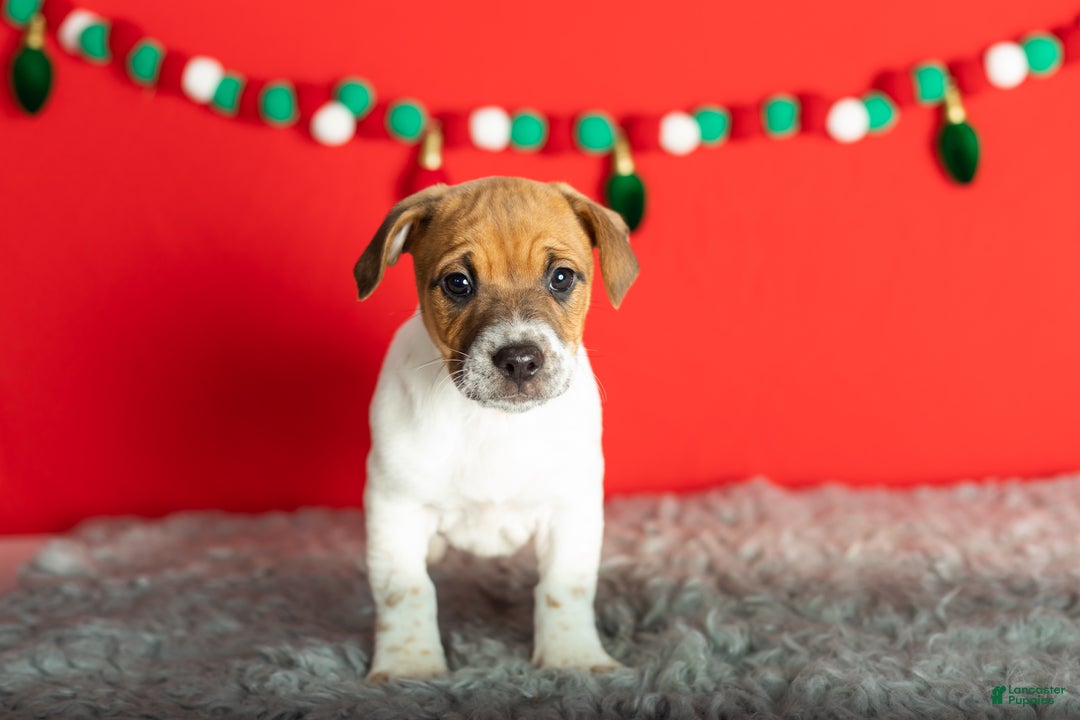 Mixed Breed dogs for sale: Bella - Ad 2