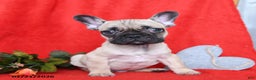 French Bulldog dogs for sale: Lyon - Ad 1