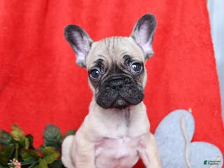 French Bulldog dogs Lyon - Ad 11