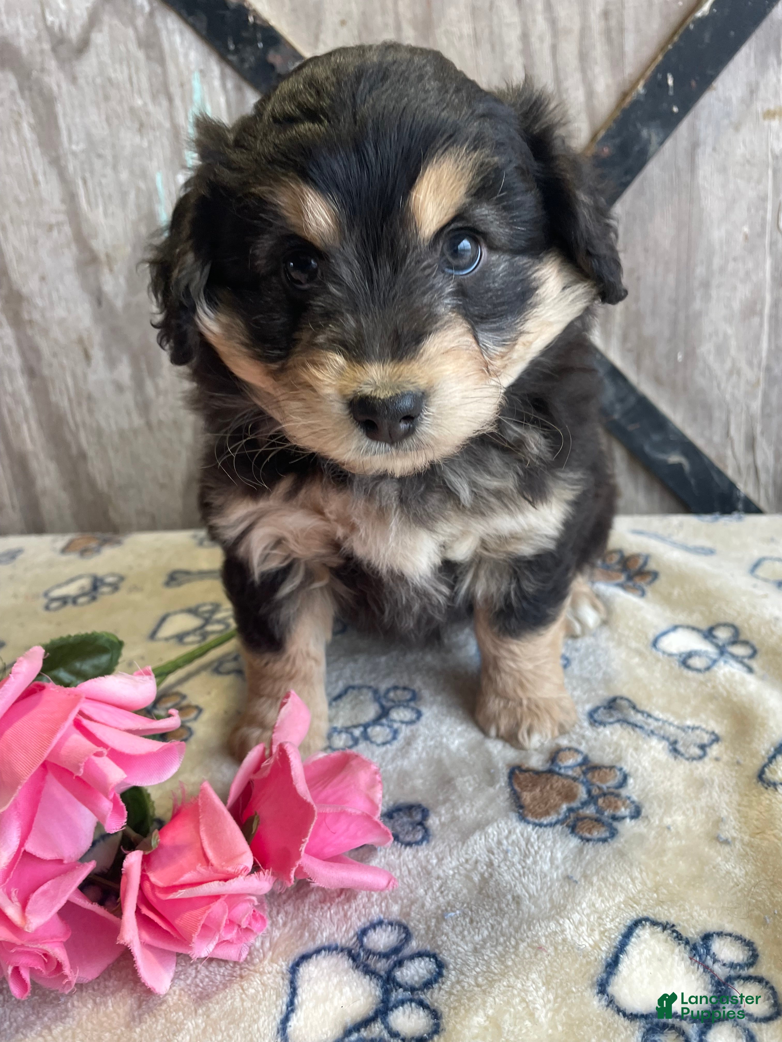 Corgipoo dogs Shelby - Ad 9