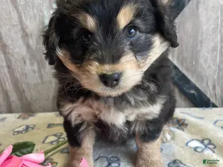 Corgipoo dogs Shelby - Ad 9