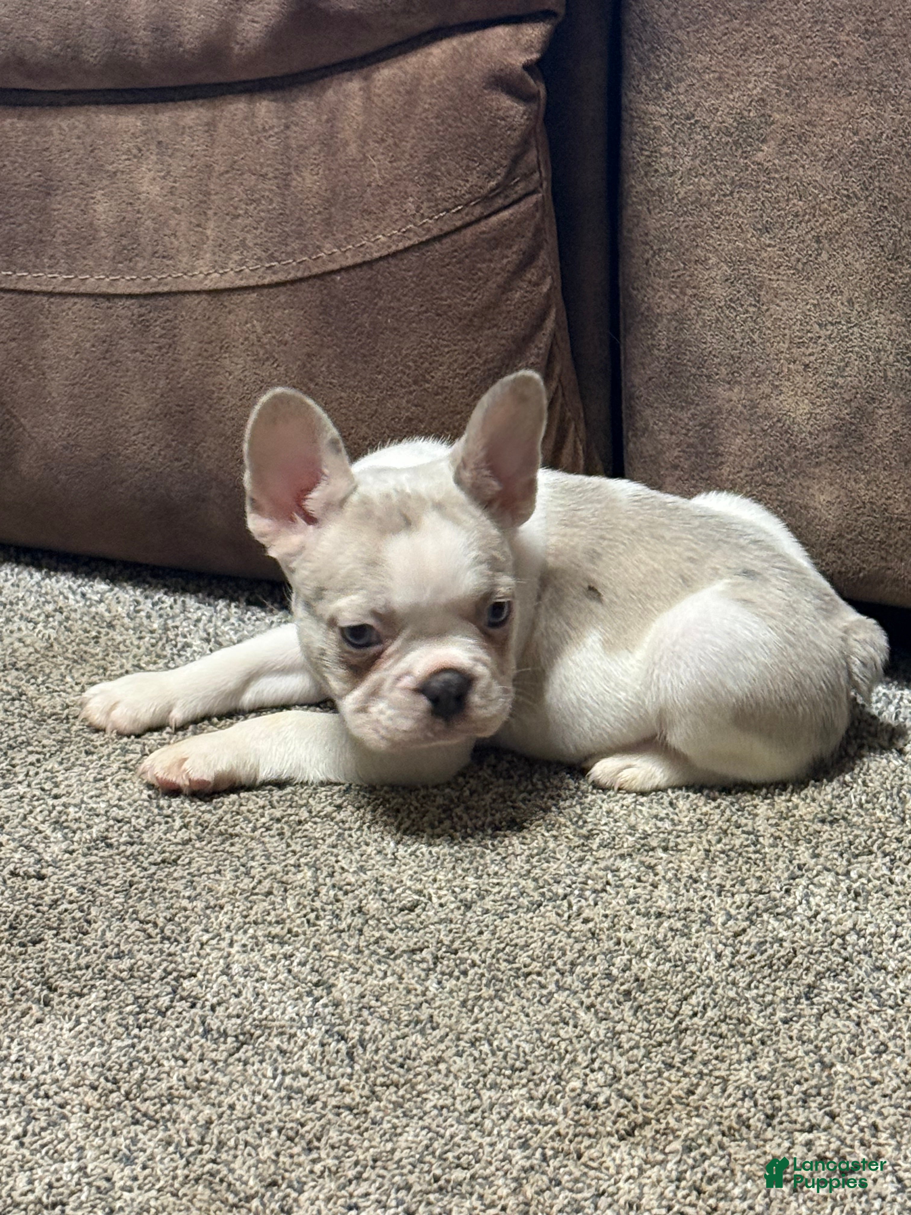 French Bulldog dogs Honey - Ad 2