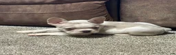 French Bulldog dogs for sale: Honey - Ad 2