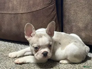 French Bulldog dogs Honey - Ad 2