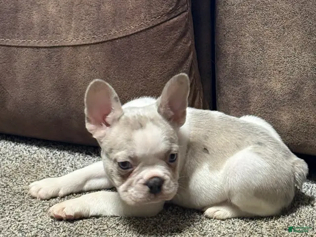 French Bulldog dogs Honey - Ad 2
