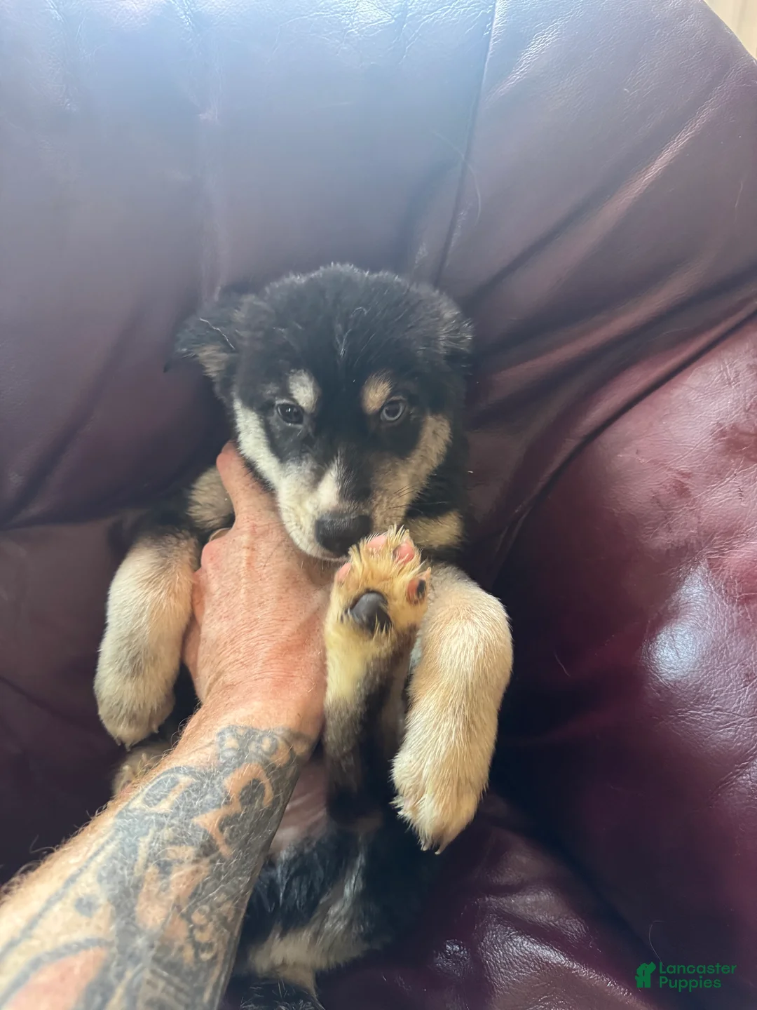 Siberian Husky dogs for sale: Siberian Husky Puppy 2 - Ad 1