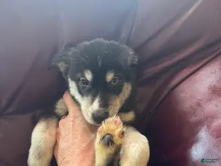 Siberian Husky dogs Siberian Husky Puppy 2 - Ad 37