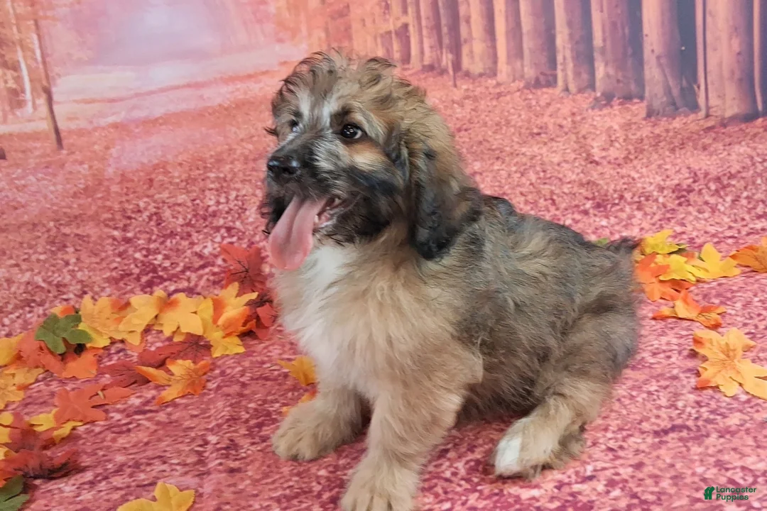 Saint Berdoodles dogs for sale: Stanley Manly - Mini Saint Berdoodle - Ad 2