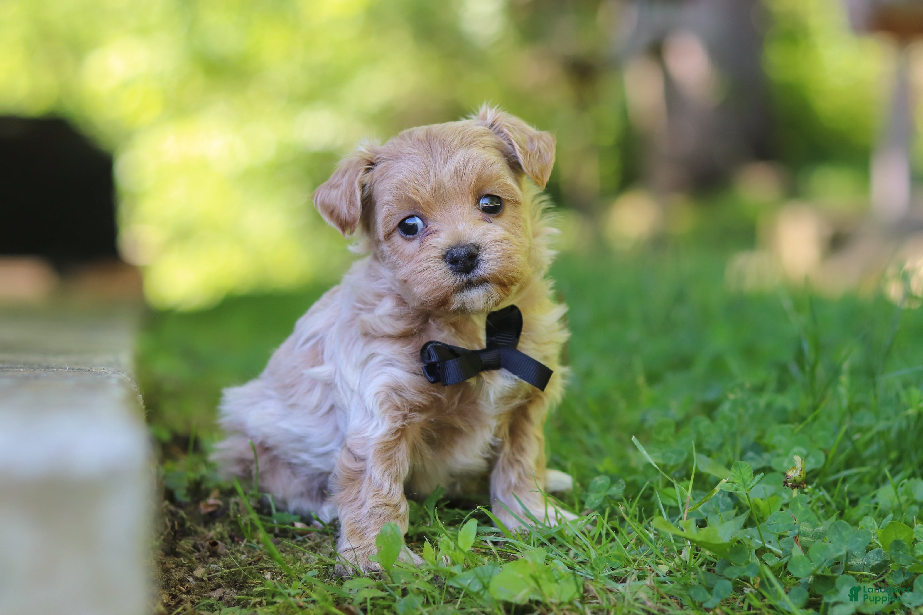 Maltipoo dogs for sale: Rocky - Ad 2