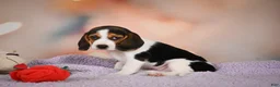 Beagle dogs for sale: OAKLY - Ad 10
