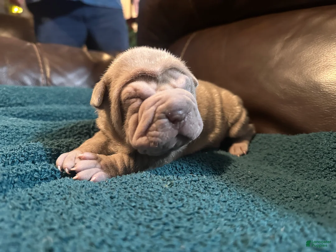 Shar Pei dogs for sale: Romeo - Ad 18