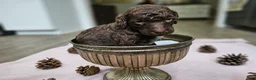 Standard Poodle dogs for sale: Michael Scott - Ad 9