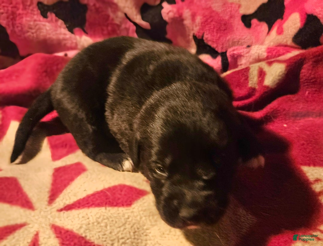 Border Collie dogs for sale: Joker - Ad 2