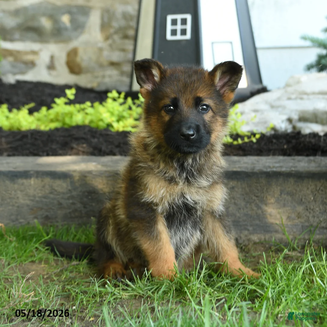 German Shepherd dogs for sale: Bryan - Ad 1