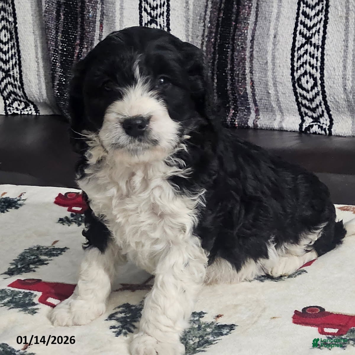 Cavapoo dogs Sammy - Ad 6