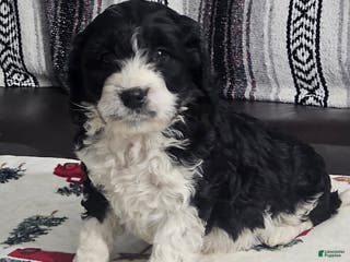 Cavapoo dogs Sammy - Ad 15