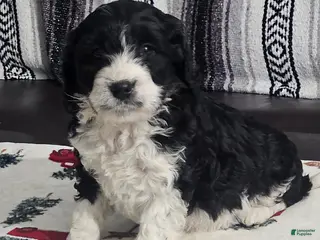 Cavapoo dogs Sammy - Ad 37