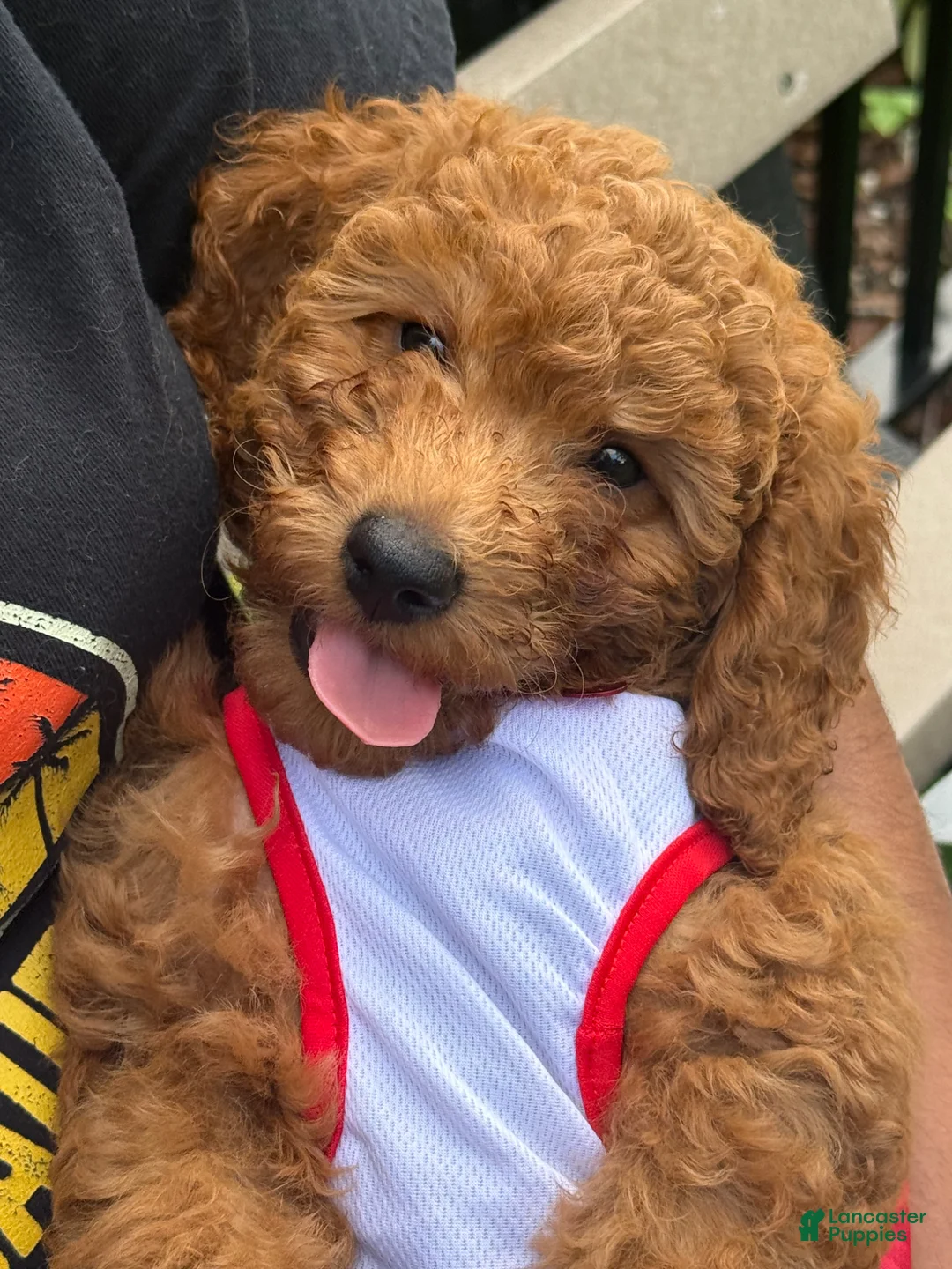 Miniature Poodle dogs for sale: Blaze - Ad 2