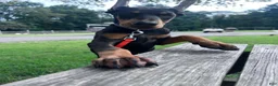 Doberman Pinscher dogs for sale: gemma - Ad 9
